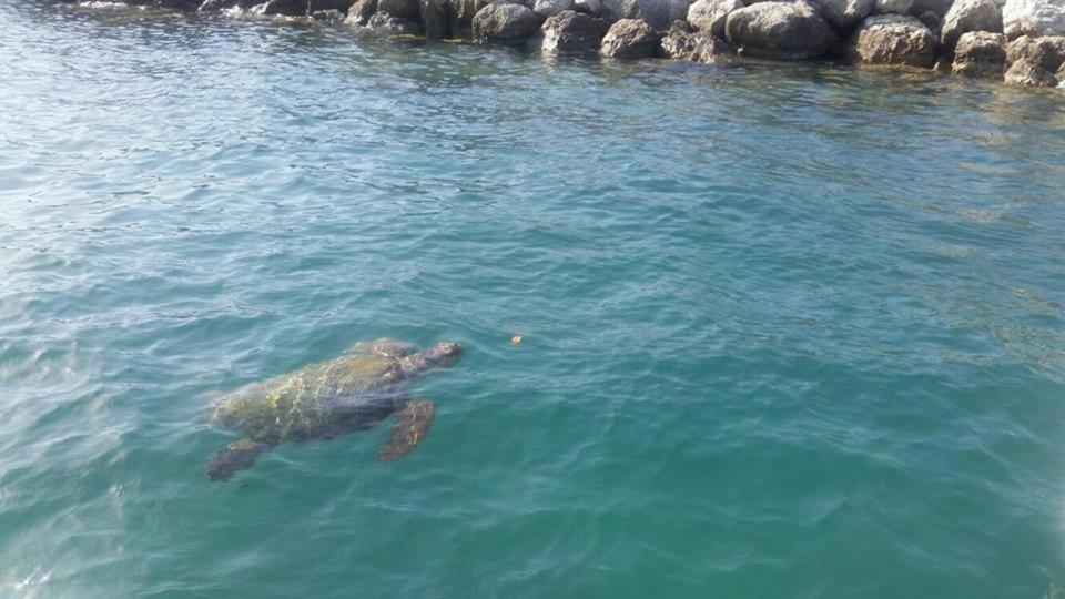 Zefiros By Sea Apartman Laganász Kültér fotó